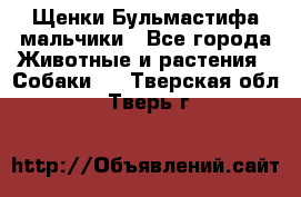 Щенки Бульмастифа мальчики - Все города Животные и растения » Собаки   . Тверская обл.,Тверь г.